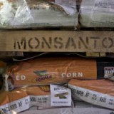 Monsanto mit geringerem Gewinn