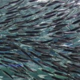 Die etwas andere Konkurrenz für Anlageexperten