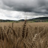 Konzerne locken mit geschönten Gewinnen