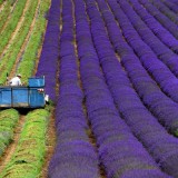 Hot Corner: Paradies der Düfte