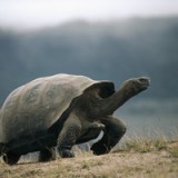 USA: Wachstum im Schildkrötentempo