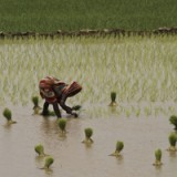 «Priorität für Indiens Agrarreform»