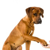 Hot Corner: Teure Tierliebe