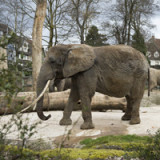 Kantonalbanken planen Crowdfunding-Plattform