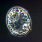 Kuros gibt sich zuversichtlich für Pipeline