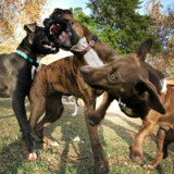 Den Letzten beissen die Hunde