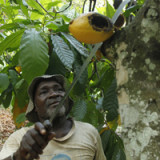 Katchilè heisst das Kakao-Zauberwort