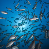 Die grosse Ruhe an den Börsen