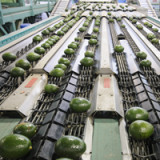Appetit auf Avocados