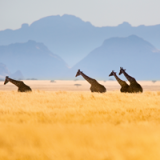 Wildlife-Fotografen unterwegs