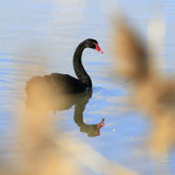Die US-Wirtschaft flirtet noch immer mit einem schwarzen Schwan