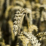Preisanstieg beim Weizen  ist übertrieben