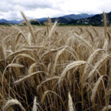 Wieder Ärger für Aryzta