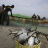 Wenn europäische Gelder afrikanische Fischer ruinieren