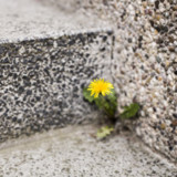Diese Mauerblümchen bieten Chancen
