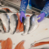 Hot Corner: Bio-Lachs für die Welt