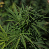 Hot Corner: Kiffer-Konzern