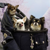 Hot Corner: Lukrative Tierliebe