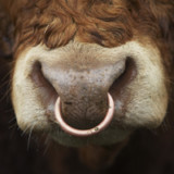 Der US-Bullenmarkt ist nicht totzukriegen