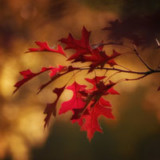 Roter Herbst: Grösster Kurseinbruch seit der Finanzkrise