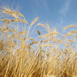 Aryzta: Grössere Verwässerung als erwartet