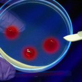 Ein heimlicher Biotech-Multi wird 25