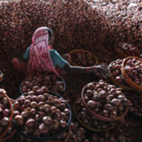 Die Zwiebel wird in Indien zum Politikum