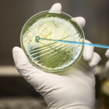 Polyphors Aktionäre lichten den Anker