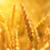 Aryzta macht Hoffnung auf Turnaround