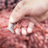 Medartis kippt Prognosen für 2020