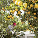 Dem Markt für Orangen geht der Saft aus