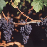 Alkoholgehalt der Weine