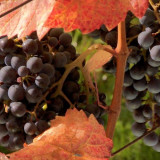 Ist biologisch immer besser?