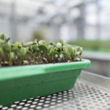 Syngenta Group steigert Umsatz und Betriebsgewinn