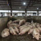 Schweinepest wird zum globalen Problem
