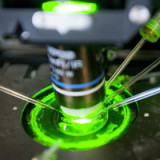 Molecular fiebert Daten zum Coronamittel entgegen