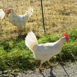 Agrarmarkt: Pouletfleisch gewinnt
