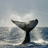 Tech-Titel im Optionsstress