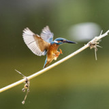 Die Kleinen mit ganz viel Aufwind