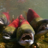 Fischmarkt schwimmt gegen den Strom