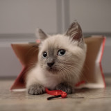 Leere Hüllen sind Verkaufsschlager