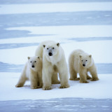 Defensive Werte bremsen das Eco-Portfolio