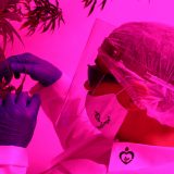 Ein Schweizer Cannabis-Start-up will hoch hinaus
