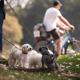 Hund oder Auto: Was belastet die Umwelt stärker?