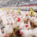 Hot Corner: Populäres Poulet