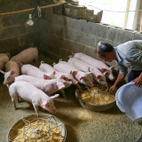Schweine-Futures im Schweinezyklus