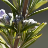 Givaudan tanzt den Sidestep