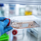 Relief-Therapeutics-Partner meldet positive Ergebnisse