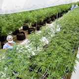 Cannabisaktien: berauschende Aussichten