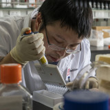 Chinesische Pharmaunternehmen bereiten die Erntezeit vor